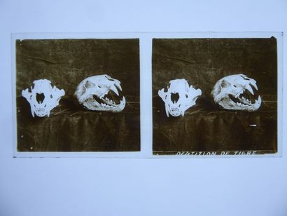 Gaston HAUCHECORNE (1880-1945) Suite of 760 positive stereoscopic
views on glass...