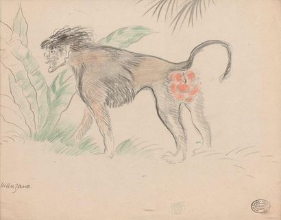 null GEORGE MANZANA-PISSARRO (1871-1961)-*- Baboon-*- Drawing in pencil and pencil,...