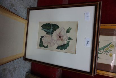 null Réunion de 5 gravures d'oiseaux et fleurs : le serein, le rossignol, hibiscus,...