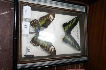 null Scorpion malaisien, boîte comportant deux papillons Trogonoptéra (un mâle et...