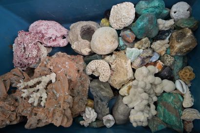 null Important lot de minéraux, coraux, roses des sables.
