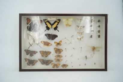 null Ensemble de coffrets entomologistes : abeilles, papillons, insectes divers....