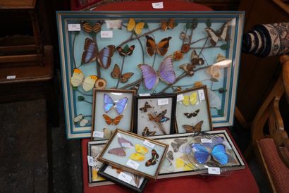 null Collection de papillons encadrés sous verre.