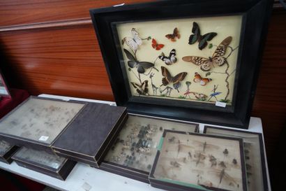 Ensemble de 8 boîtes d'entomologie.