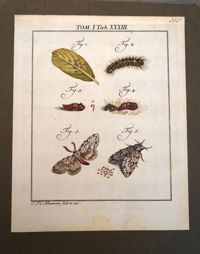 null ANIMAUX, Réunion de planches d'Histoire Naturelle, insectes, papillons, scarabées,...
