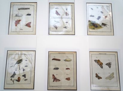 null ANIMAUX, Réunion de planches d'Histoire Naturelle, insectes, papillons, scarabées,...