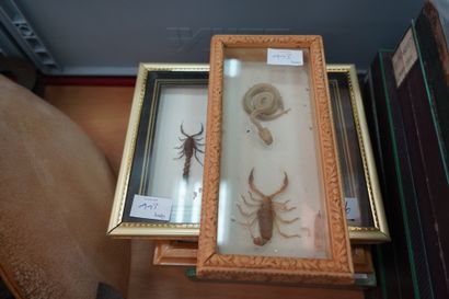 null 
Entomologie. Réunion d'insectes et scorpions, scarabées, libellules encadrés...