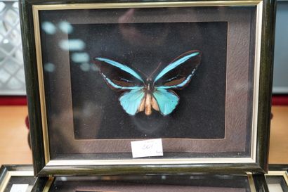 null Collection de papillons dans quatre coffrets sous verre.