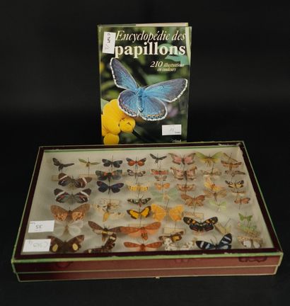 null Réunion de papillons de collection sous verre. On joint un volume " Encyclopédie...