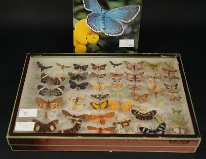 null Réunion de papillons de collection sous verre. On joint un volume " Encyclopédie...