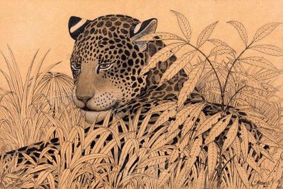 Claude RABANIT Jaguar dans les feuillages Dessin à l'encre, feutre et rehauts de...
