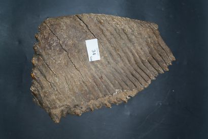null NATURALIA. Dent de mammouth fossilisé. Dimensions : 29 x 21 x 6 cm