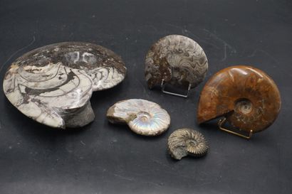 null NATURALIA. Réunion d'ammonites.