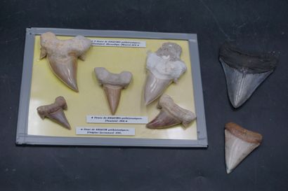 NATURALIA. Réunion de dents de requins.