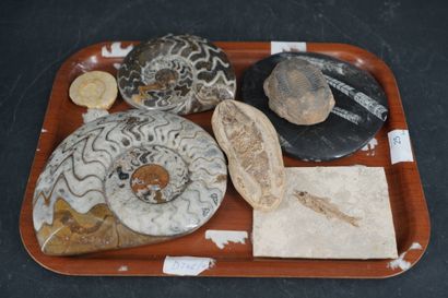 null Réunion d'amonites et de fossiles, dont : Smerdis macrurus. En l'état.