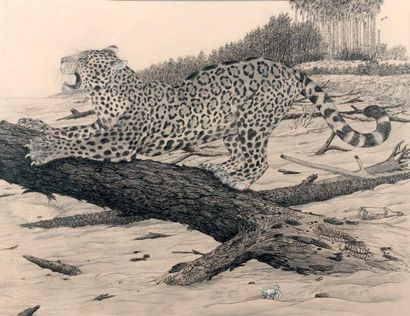 Claude RABANIT (1924-2011) Jaguar s'étirant Crayon, fusain et rehauts de craie blanche....