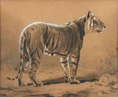 Rosa BONHEUR (1822-1889) Tigre Encre, lavis et gouache blanche portant un monogramme...