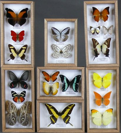 Lot de sept coffrets divers de papillons...