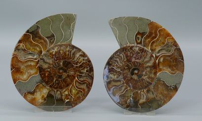 Ammonite fossile sciée en deux parties, chacune...