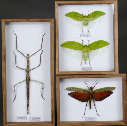 Trois coffrets d’insectes exotiques dont...