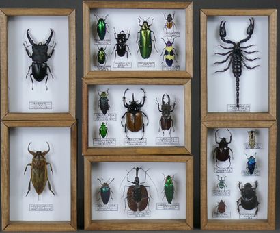 Insectes exotiques divers dont coléoptères,...