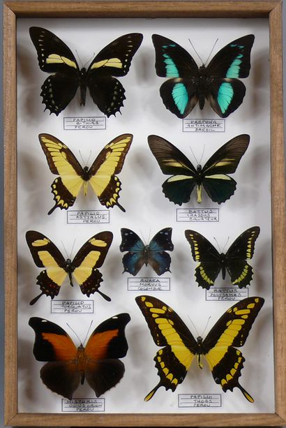 Papilionidae et nymphalidae sud-américains...