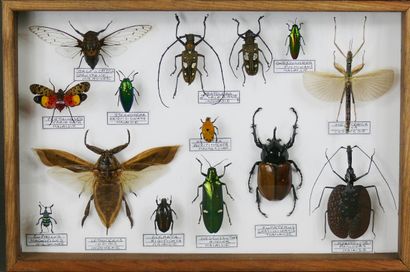 Coléoptères et insectes exotiques divers...