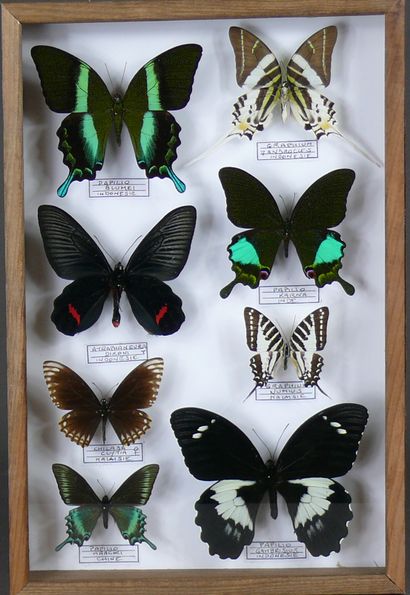 Papilionidae d’Asie dont P. karna, dixoni,...