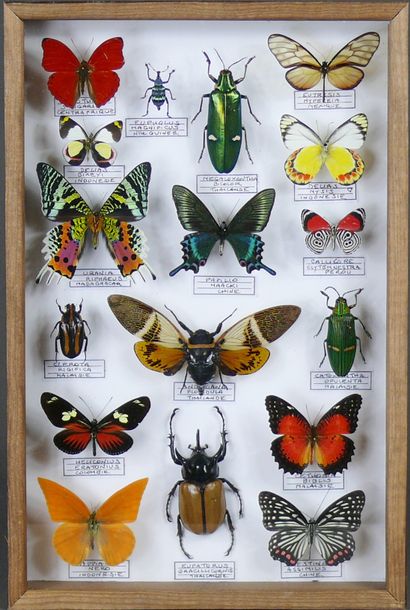 Lépidoptères et insectes du monde Format...