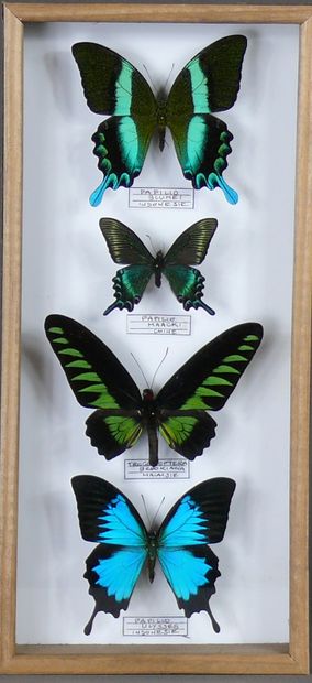 Papilionidae asiatiques dont P. blumei, P....