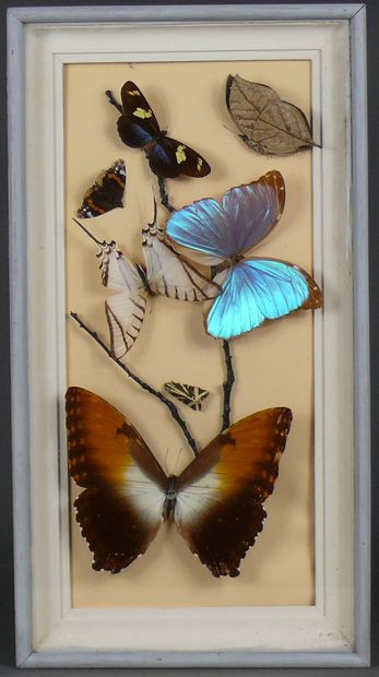 Cadre décoratif de lépidoptères dont Morpho...