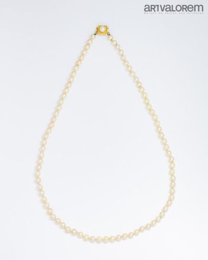 null Necklace of cultured pearls. 750°/°° yellow gold ratchet clasp decorated with...