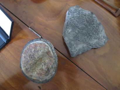 null Minéraux, ammonite, pierre fossile