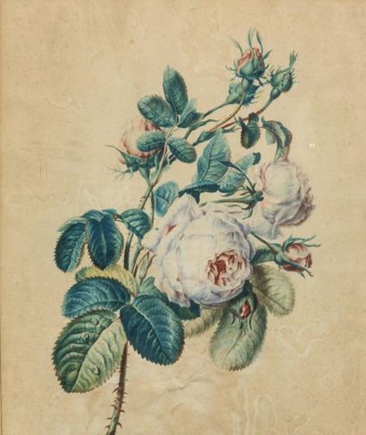 null Ecole française du XIXème siècle
Paire de bouquets de roses
Aquarelle sur papier
35...
