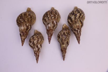 null Gros coquillages 

3 spécimens dont Charonia variegata grands ( 27-30 cm), et...