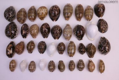 null Cypraeidae

38 specimens, Indo-Pacific species including zebra, mappa, mauritiana,...