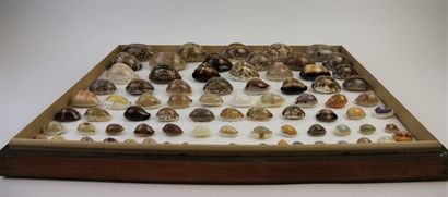 null Cypraeidae 

More than 70 specimens presented in 1 large glass box, common to...