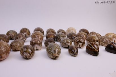 null Cypraeidae 

30 specimens, large species including 1 cypraea eglantina niger...