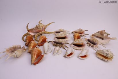 null Pearly shells 

Lot of more than 16 specimens including 1 carved back pearl...