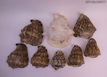 null Volutidae, Cassidae, Harpidae:

More than 35 specimens of which 2 voluta imperialis,...