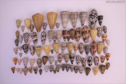 Conidae 
Ensemble varié, plus de 75 spécimens,...