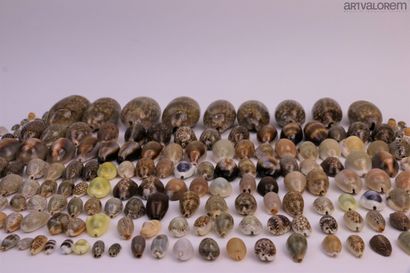 null Cypraeidae:

Very beautiful varied set of more than 140 specimens, Indo-Pacific...