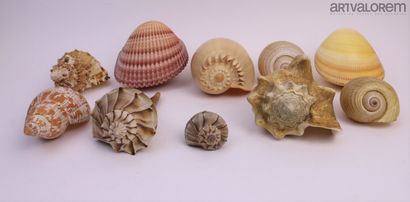 null Charonia 

Beautiful set, consisting of 5 medium sized shells (18/21 cm)