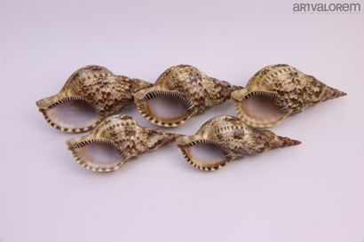null Big shells 

3 specimens of which Charonia variegata large ( 27-30 cm), and...