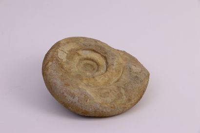 
Fossilized ammonite
14 x 16 cm
