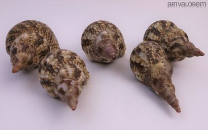null Gros coquillages 

3 spécimens dont Charonia variegata grands ( 27-30 cm), et...