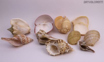 null Charonia 

Beautiful set, consisting of 5 medium sized shells (18/21 cm)
