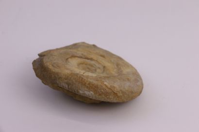 null 
Fossilized ammonite
14 x 16 cm
