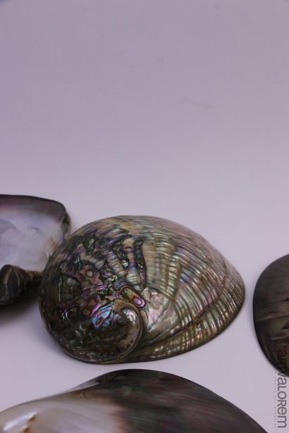 null Big Shells

Beautiful set of 10 large shells, including voluta broderipii (Indonesia),...