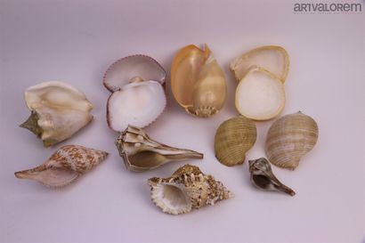 null Charonia 

Beautiful set, consisting of 5 medium sized shells (18/21 cm)